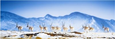 2019年中国自然保护地十件大事