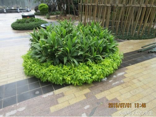 知识分享：园林绿化优秀做法