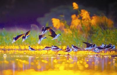 2019年中国野生动植物保护十件大事