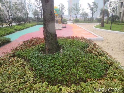 知识分享：园林绿化优秀做法