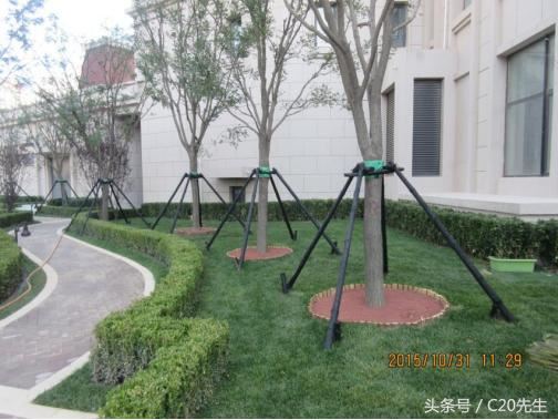 知识分享：园林绿化优秀做法