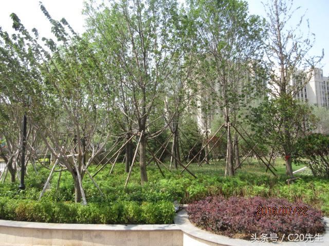 知识分享：园林绿化优秀做法