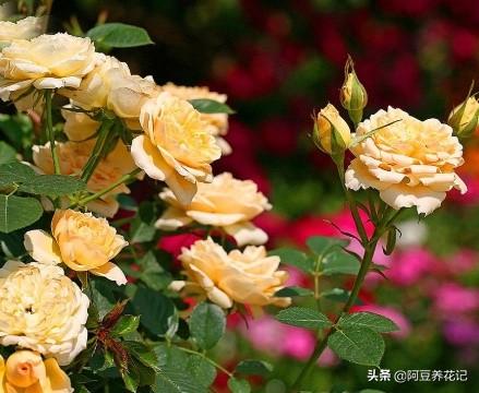 3款“耐寒植物”，养在家中阳台或庭院，冬季开花不断，真漂亮