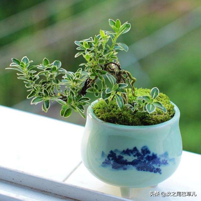 种一盆六月雪盆景，你与夏天最好的约定