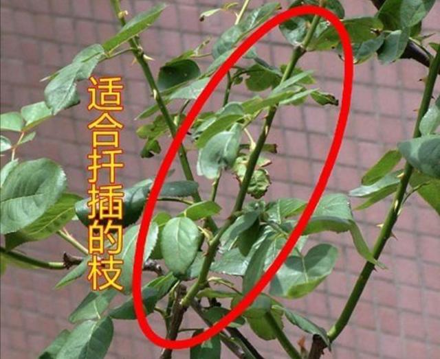 扦插月季，插穗容易黑腐，该如何解决？