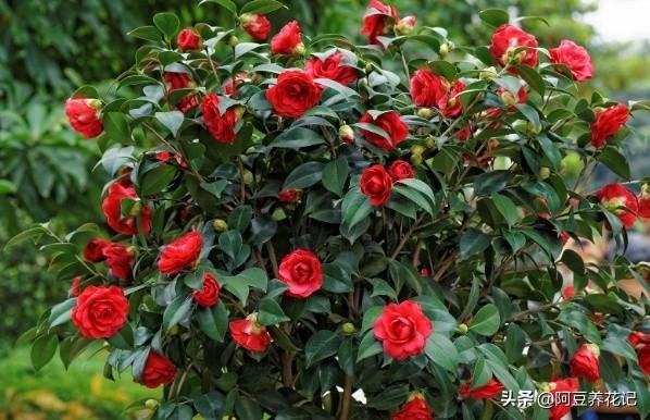 3款“耐寒植物”，养在家中阳台或庭院，冬季开花不断，真漂亮