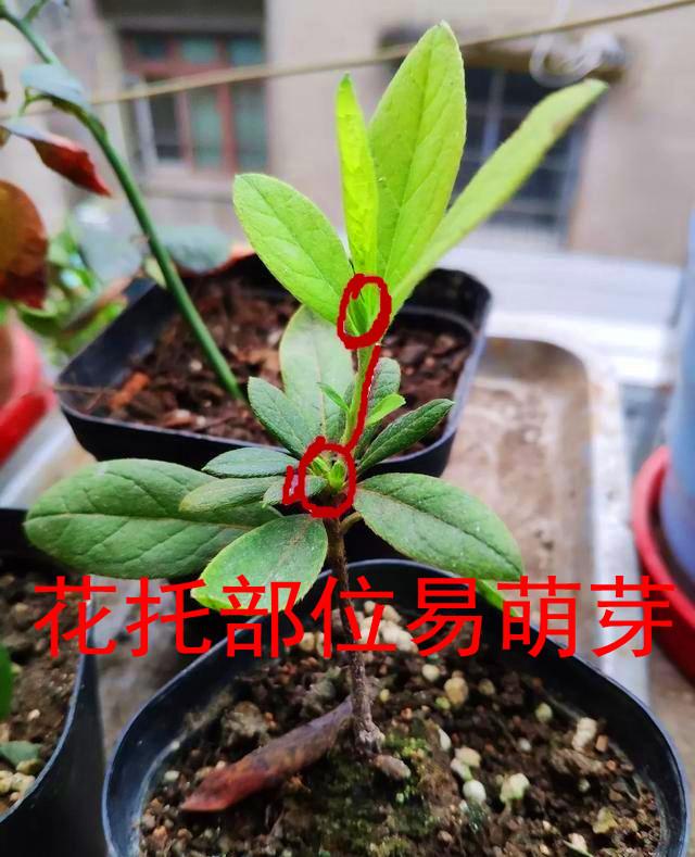 杜鹃花扦插，想要成活，必须做好4点，有效提高成活率