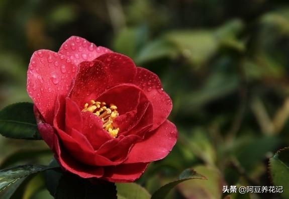 3款“耐寒植物”，养在家中阳台或庭院，冬季开花不断，真漂亮