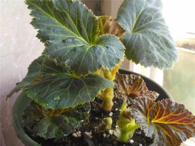 海棠花家族里，属它最好看，颜色丰富，还能挂起来养