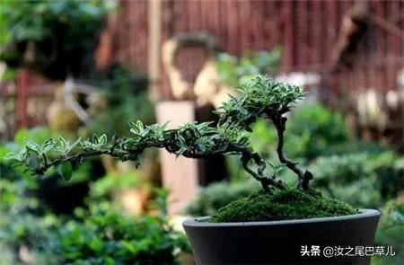 种一盆六月雪盆景，你与夏天最好的约定