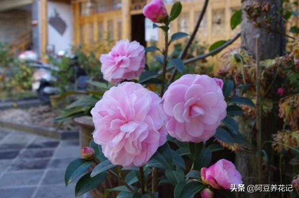3款“耐寒植物”，养在家中阳台或庭院，冬季开花不断，真漂亮