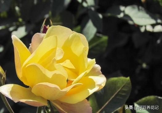 3款“耐寒植物”，养在家中阳台或庭院，冬季开花不断，真漂亮