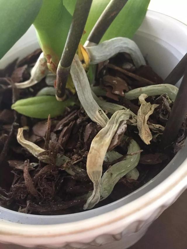 在花盆里如何种好洋兰，怎么促进它们开花？