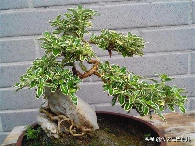 种一盆六月雪盆景，你与夏天最好的约定