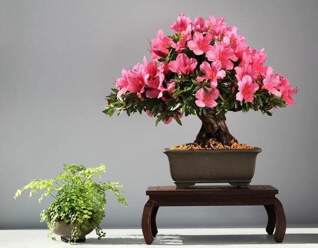 杜鹃花扦插，想要成活，必须做好4点，有效提高成活率