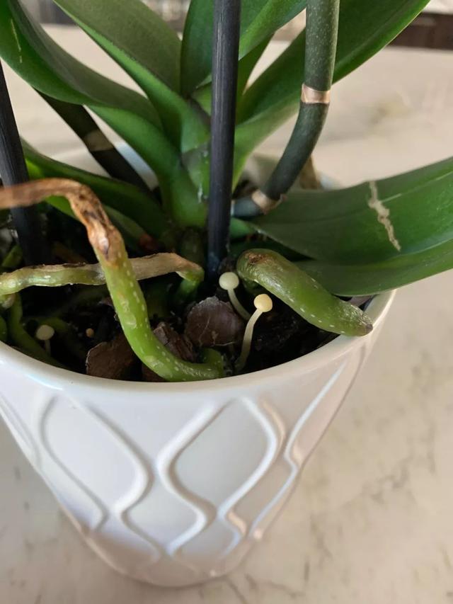 在花盆里如何种好洋兰，怎么促进它们开花？