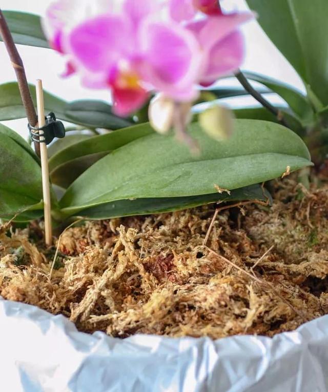 在花盆里如何种好洋兰，怎么促进它们开花？