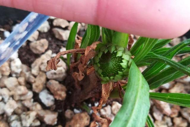 松果菊盆栽从栽培到后期养护，只需掌握5个要点，保证盆盆花开
