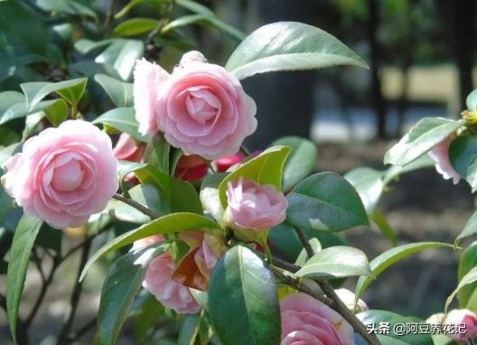 3款“耐寒植物”，养在家中阳台或庭院，冬季开花不断，真漂亮