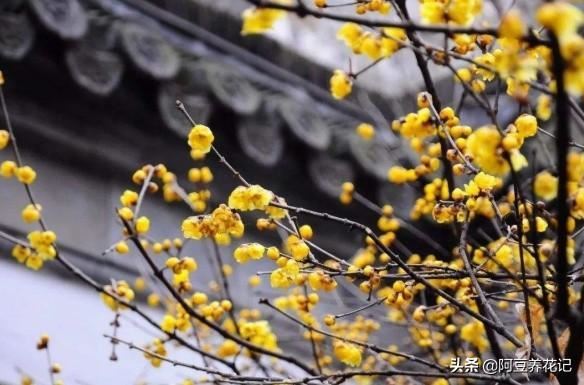3款“耐寒植物”，养在家中阳台或庭院，冬季开花不断，真漂亮