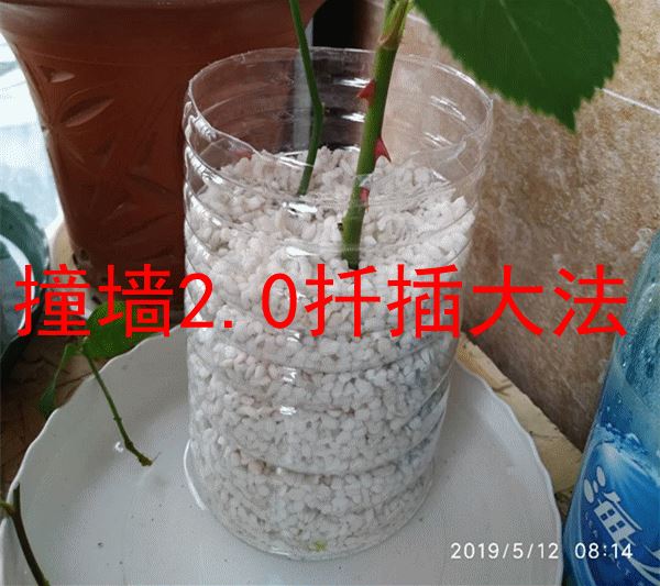 杜鹃花扦插，想要成活，必须做好4点，有效提高成活率