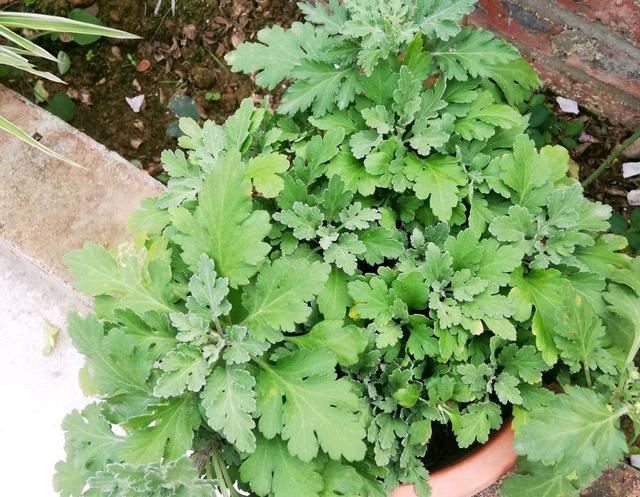 栽一盆菊花，养成老桩分枝多，开花爆盆成菊花瀑布