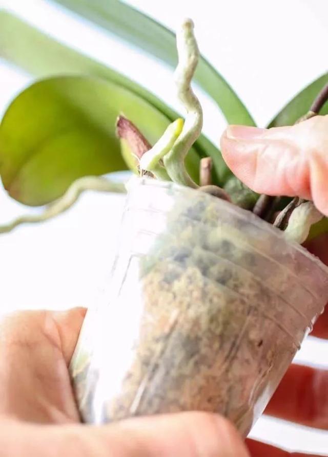 在花盆里如何种好洋兰，怎么促进它们开花？