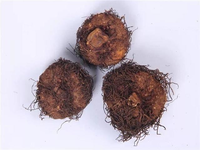 海棠花家族里，属它最好看，颜色丰富，还能挂起来养
