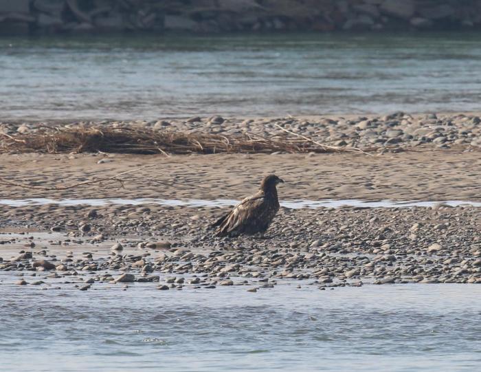 宁夏吴忠市：春来万鸟归　争鸣奏凯旋
