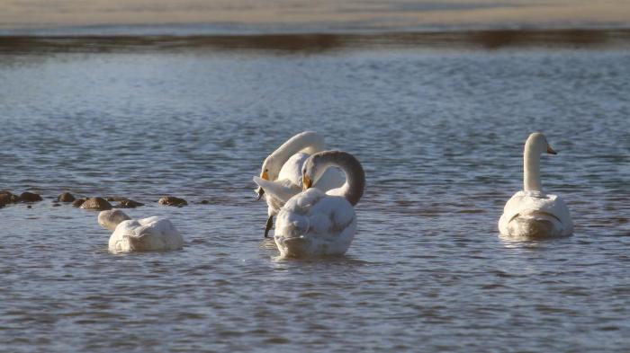 宁夏吴忠市：春来万鸟归　争鸣奏凯旋
