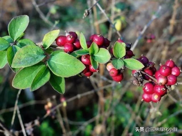 干货 |花境设计常用60多种植物介绍