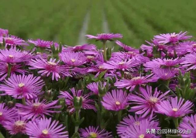 干货 |花境设计常用60多种植物介绍