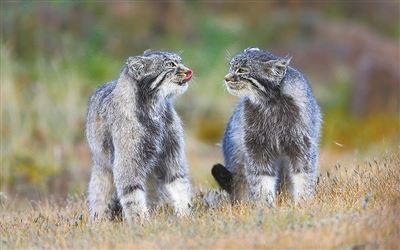 为青藏高原野生动物保护提供示范