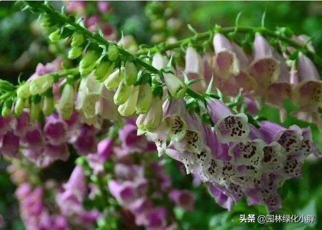 干货 |花境设计常用60多种植物介绍