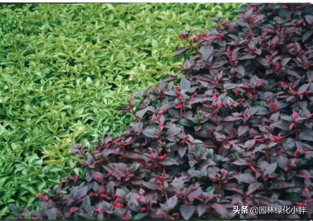 干货 |花境设计常用60多种植物介绍