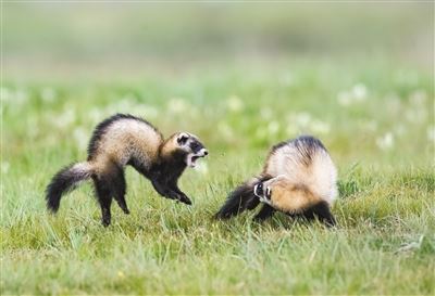 为青藏高原野生动物保护提供示范
