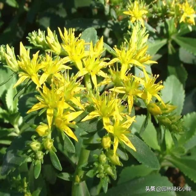 干货 |花境设计常用60多种植物介绍