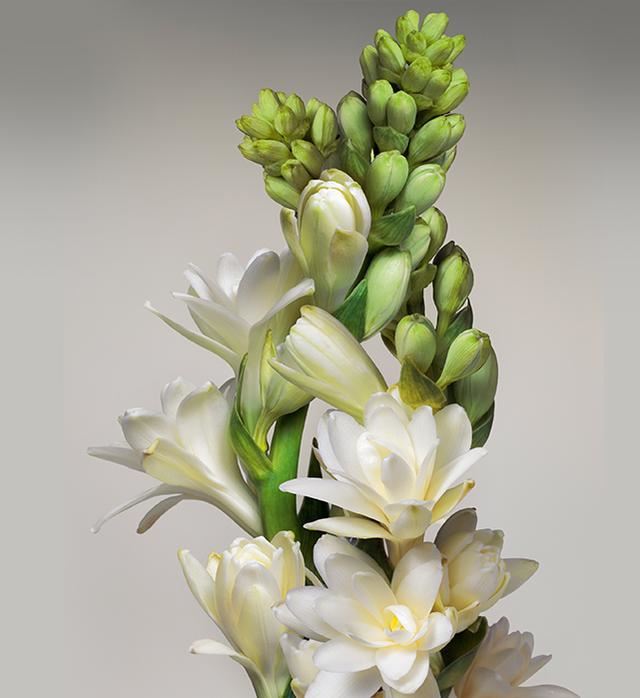 认识球根花卉——晚香玉吗？如此栽培，就能花开连年，香飘四季