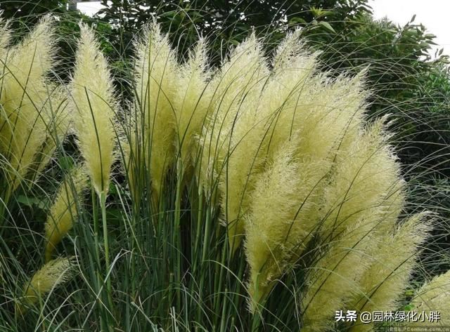 干货 |花境设计常用60多种植物介绍