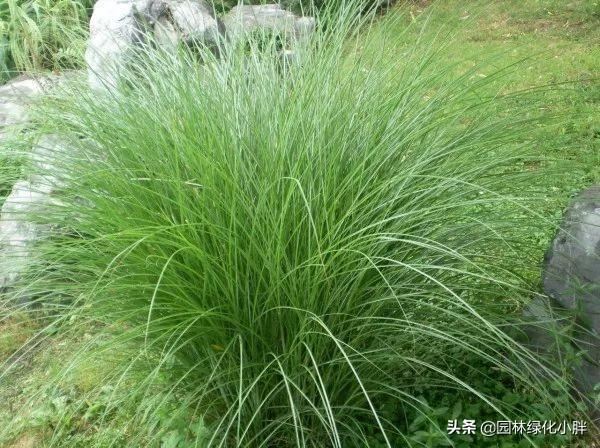 干货 |花境设计常用60多种植物介绍