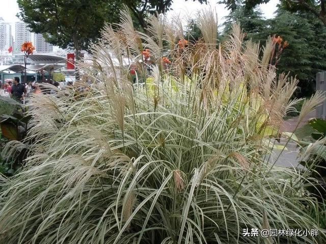 干货 |花境设计常用60多种植物介绍