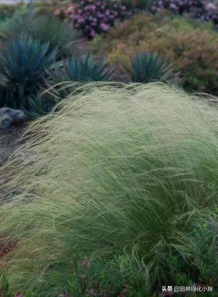 干货 |花境设计常用60多种植物介绍