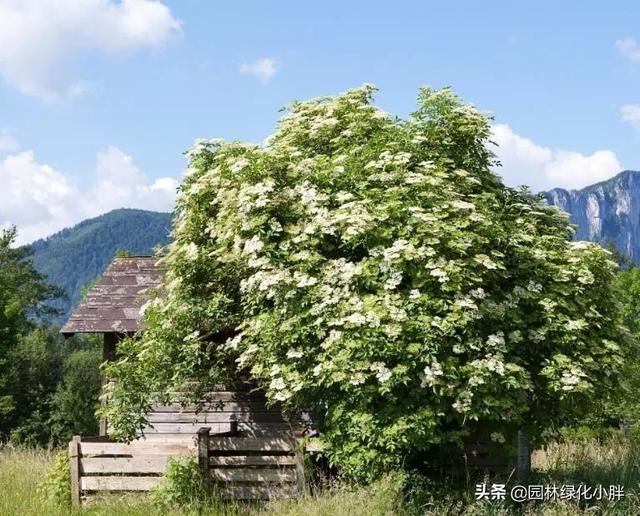 干货 |花境设计常用60多种植物介绍