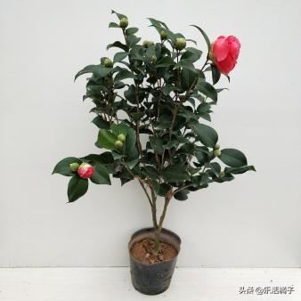 山茶花，曼陀罗，寒冷中的花卉，如何养护才能花期更久更美