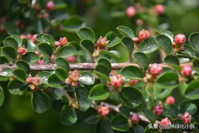 干货 |花境设计常用60多种植物介绍