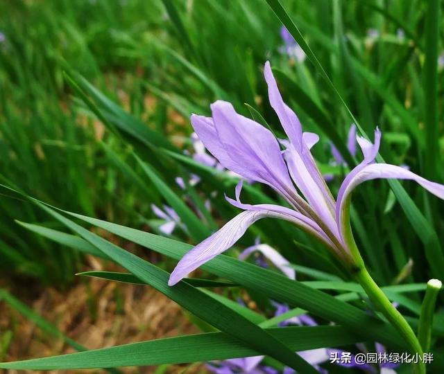 干货 |花境设计常用60多种植物介绍