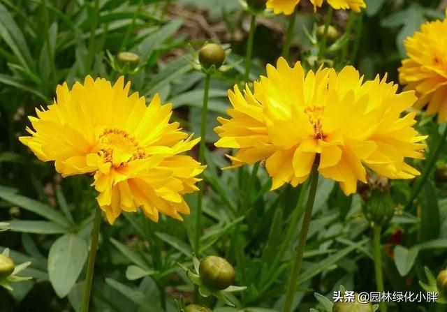 干货 |花境设计常用60多种植物介绍