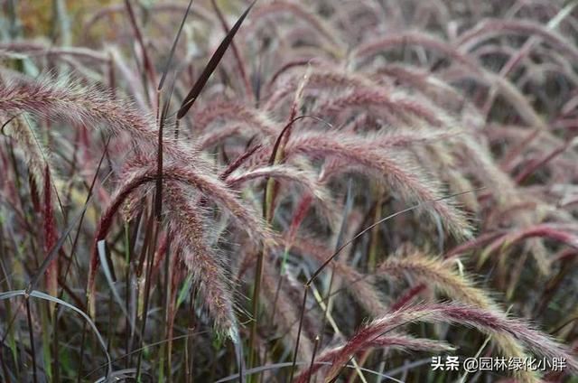 干货 |花境设计常用60多种植物介绍