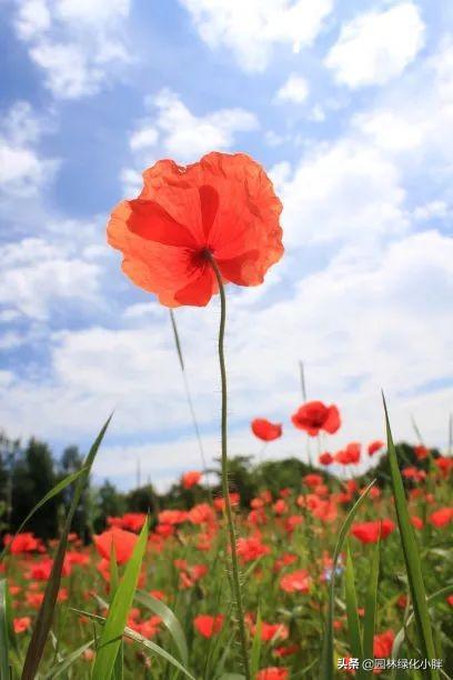 干货 |花境设计常用60多种植物介绍