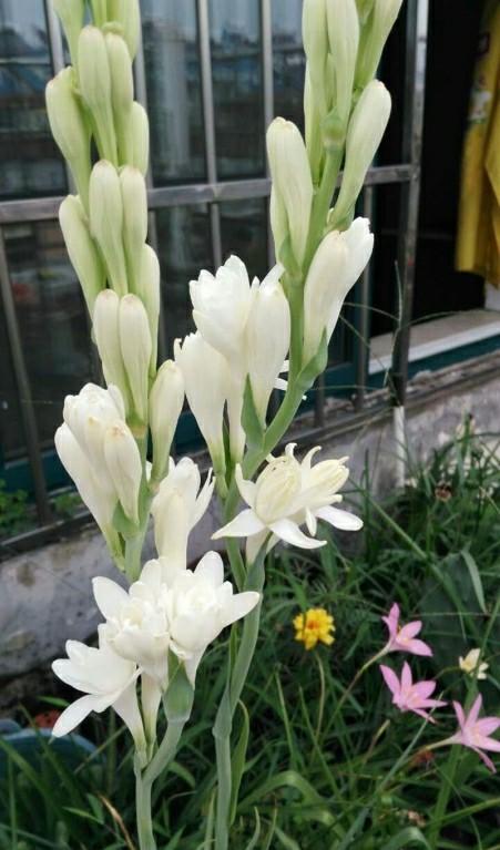 认识球根花卉——晚香玉吗？如此栽培，就能花开连年，香飘四季